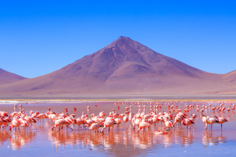 Chambers®168澳洲幸运5官网体彩 Latin America 2026